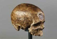 How did humans evolve, and will we evolve more?