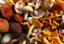 Mid-Atlantic mushroom foragers collect 160 species for food, medicine, art and science