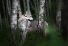Thousands of genomes reveal the wild wolf genes in most dogs’ DNA