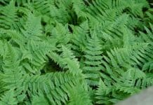 Fern stems reveal secrets of evolution – how constraints in development can lead to new forms