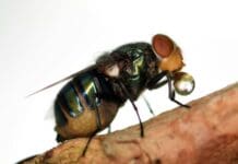 Do flies really throw up on your food when they land on it?