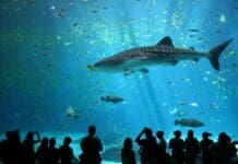 Sharks and rays get a major win with new international trade limits for 70+ species