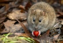 I study rat nests − here’s why rodents make great archivists