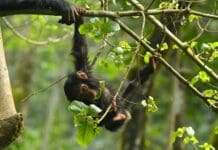 Risks young chimps take as they swing through the trees underscore role of protective parenting in humans