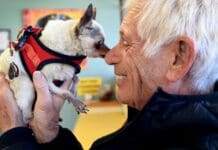 Dogs can need more than kibble, walks and love − consider the escalating expenses of their medical care before you adopt