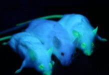 1 protein to rule them all – why crowning the protein that makes jellyfish glow green as a model can help scientists streamline biology