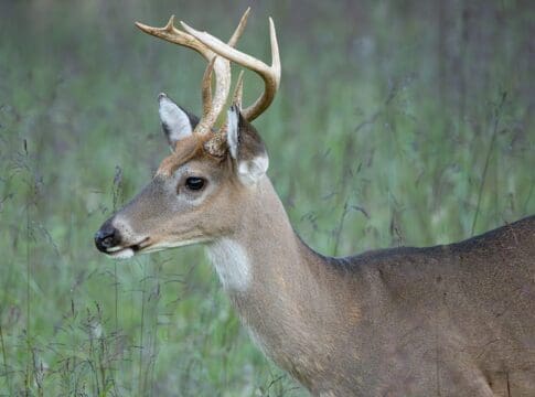 The cost of casting animals as heroes and villains in conservation science