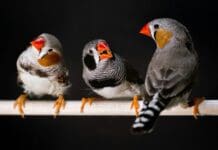 You probably agree with the animals on which bird calls, frog noises and cricket chirps are most attractive – new research