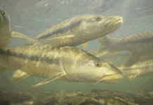 The world’s great fish migrations are collapsing – that’s a problem for millions of people