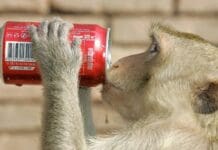 City animals act in the same brazen ways around the world