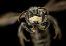 It’s OK to love all the bees (the honey bees, too)