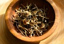 Psilocybin mushrooms are going mainstream, but scientific research and regulation lag behind