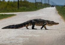 How a new mapping tool helps Florida planners protect wildlife corridors as the state grows