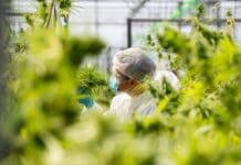 Cannabis legalization spurs innovation, but not always in ways that benefit patients or public health