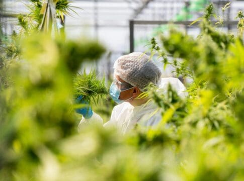 Cannabis legalization spurs innovation, but not always in ways that benefit patients or public health