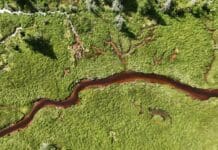 Your local fishing hole is getting browner, changing which fish species thrive and which ones struggle