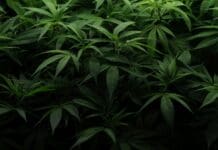 Why the future of marijuana legalization remains hazy despite high public support