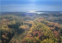 Don’t just plant trees, plant forests to restore biodiversity for the future