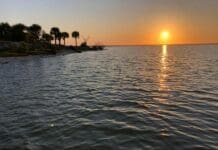 Hurricanes devastated Florida’s East Coast – then seagrass made an unexpected comeback