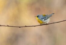 It’s a sing-off! Myth-busting about birds and sex when it comes to defending the nest