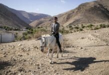 Donkeys are a symbol of endurance for Palestinians – they are also a target of settler violence and care
