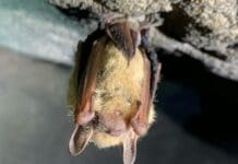 How much is a bat worth? Protecting these tiny insect-eaters isn’t just good for farms – their deaths cost taxpayers and the wider economy
