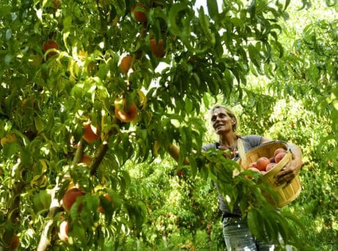 A fungal disease, along with climate change, threatens Colorado’s prized peaches