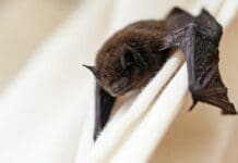 Bat in the house? Here’s how to remove it safely