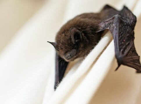 Bat in the house? Here’s how to remove it safely