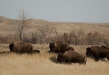 Bison restoration efforts and grazing rights hinge on one question: Are bison wildlife?