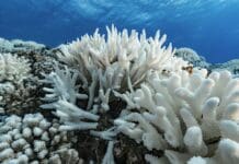 El Niño is back, and ocean temperatures are already near record highs – that can spell disaster for fish and corals