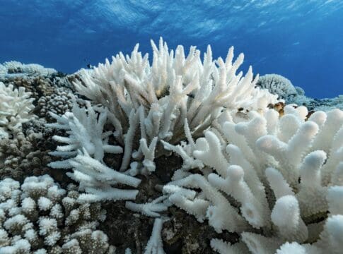 El Niño is back, and ocean temperatures are already near record highs – that can spell disaster for fish and corals