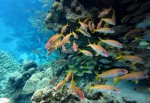The world agreed to protect 30% of the ocean by 2030 – but marine protection can’t be judged by area alone