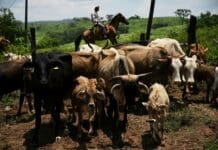 Soaring US beef prices likely to rise further thanks to trade tensions and disease outbreaks