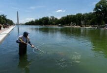 When your local reflecting pool or pond turns green with algae, don’t reach for chemicals – nature has better solutions