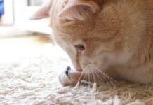Beyond birds and mice, free-ranging cats eat a surprising number of insects