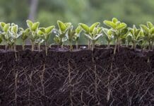 Fertilizers carry a hidden cost for soil’s crucial microbes – using less as prices rise might pay off for farms in unexpected ways