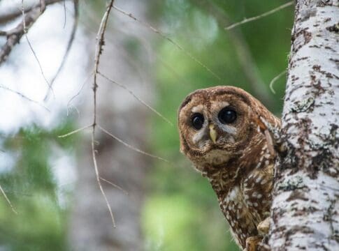 How redefining one word strips the Endangered Species Act’s ability to protect vital habitat