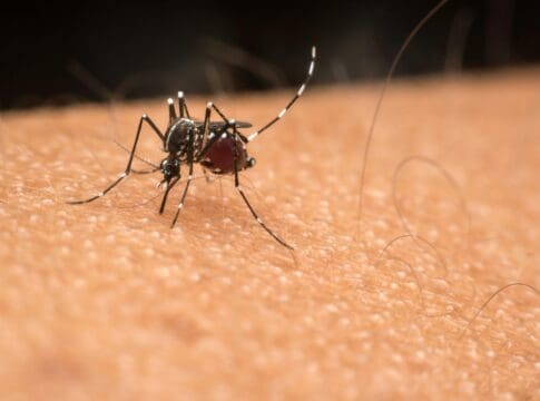 Why are some people mosquito magnets and others unbothered? A medical entomologist points to metabolism, body odor and mindset