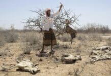 Africa’s Greater Horn region is facing a looming polycrisis fueled by conflict, prices, climate and disease