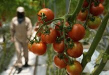A perfect storm of factors is driving up US produce prices, but shoppers can still save