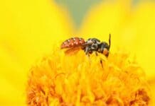 Bees of many species contain tiny magnetic particles – suggesting they may have an innate magnetic compass for navigation