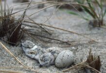 Why Trump’s move to gut the Endangered Species Act likely won’t hold up in court