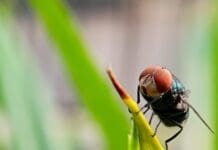 Colorado prepares for screwworms, as the pest that was eradicated in 1966 returns to the US