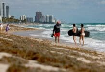 Sargassum, the smelly nemesis of beach vacations, has become a self-sustaining disaster that will keep coming back