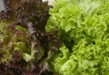 Should you wash your prewashed lettuce? An infectious disease expert explains how to eat your greens safely during the cyclospora outbreak
