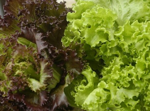 Should you wash your prewashed lettuce? An infectious disease expert explains how to eat your greens safely during the cyclospora outbreak