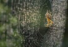 Producing spider silk is a biological feat – scientists are using it to develop materials for drug delivery and wound care