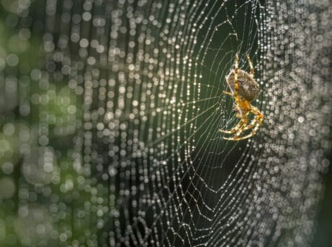 Producing spider silk is a biological feat – scientists are using it to develop materials for drug delivery and wound care