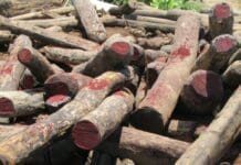 Wounaan Indigenous people have opposed illegal rosewood logging and centuries of exploitation with wisdom and beauty